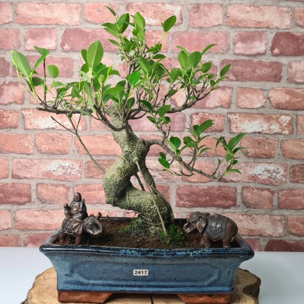 Yorkshire Bonsai Ficus Microcarpa (Banyan Fig) Indoor Bonsai Tree | Shaped | In 30cm Pot