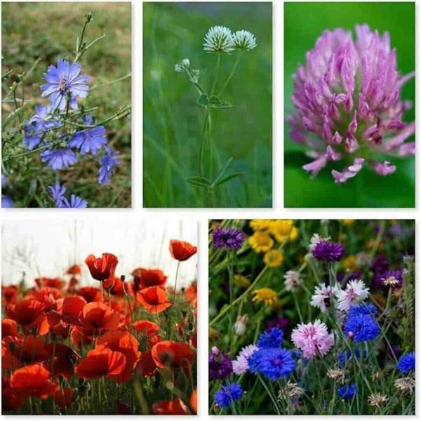 Colourful alternative lawn wildflower seed mix with drought-tolerant, low-growing flowers perfect for eco-friendly UK lawns.