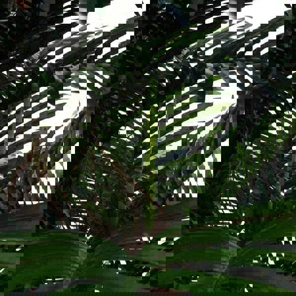 Artificial Palm Tree with Polyester Material and Bendable Stems Artificial Plants Living and Home