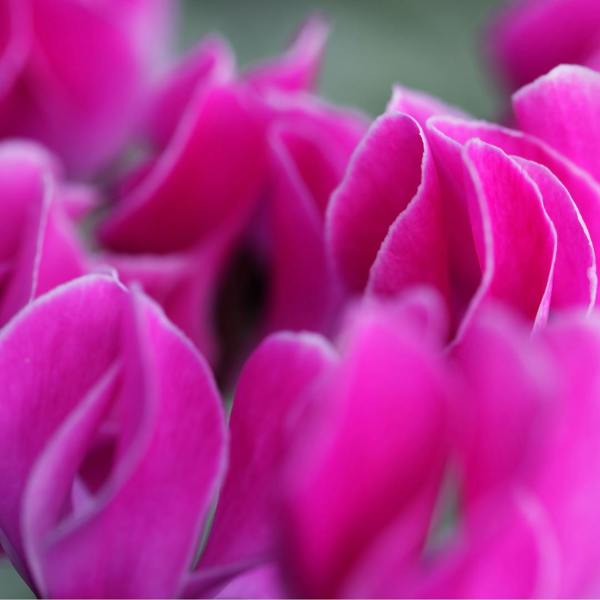 Cyclamen Silver Leaf Magenta 10.5cm Pot Pack of 3 & 6 Flowering Outdoor Plants