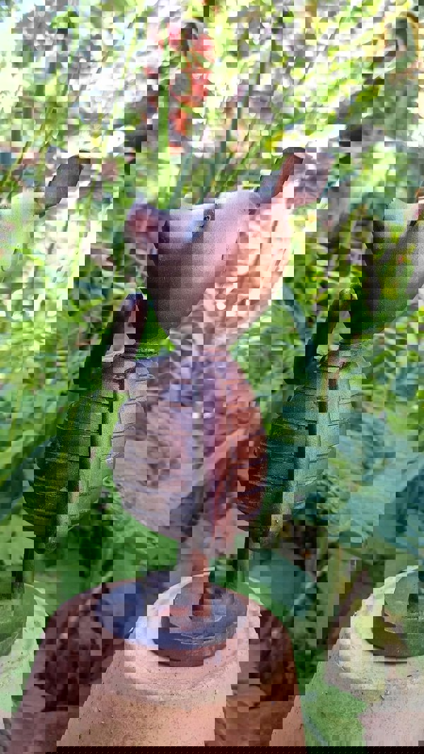 Inspirational Gifting Piglet Garden Sculpture Ornament Decor