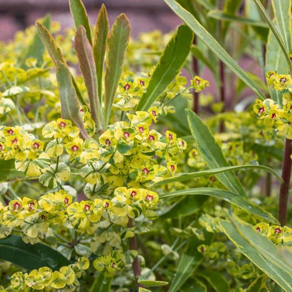 Euphorbia Ascot Rainbow Variegated Evergreen Perennial Garden Plant 2L Pot