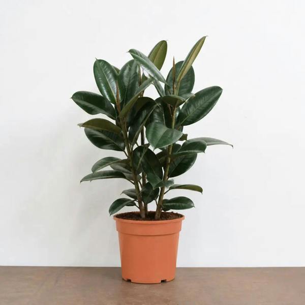 Ficus Robusta Rubber Plant 17cm Pot – Easy Care Indoor Houseplant Plants By Post