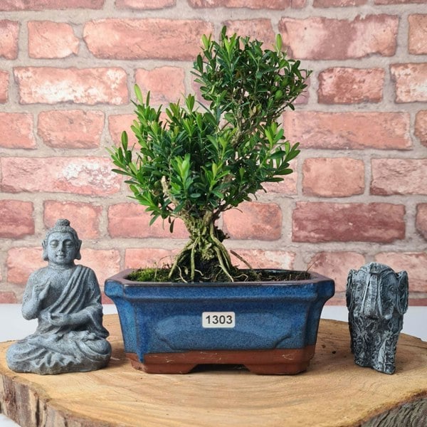 Boxwood (Buxus Harlandii) Bonsai Tree | Shaped | In 20cm Pot - Yorkshire Bonsai