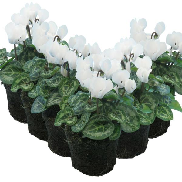 Cyclamen White 10.5cm Pot Pack of 3 & 6 Flowering Outdoor Plants