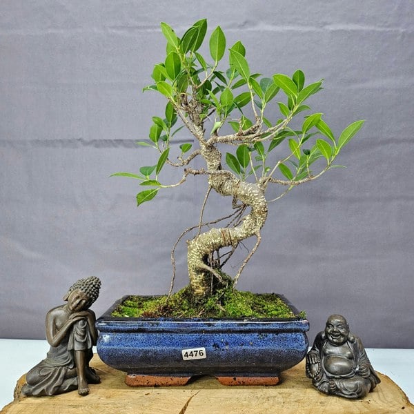Yorkshire Bonsai Ficus Microcarpa (Banyan Fig) Indoor Bonsai Tree | Shaped | In 20cm Pot
