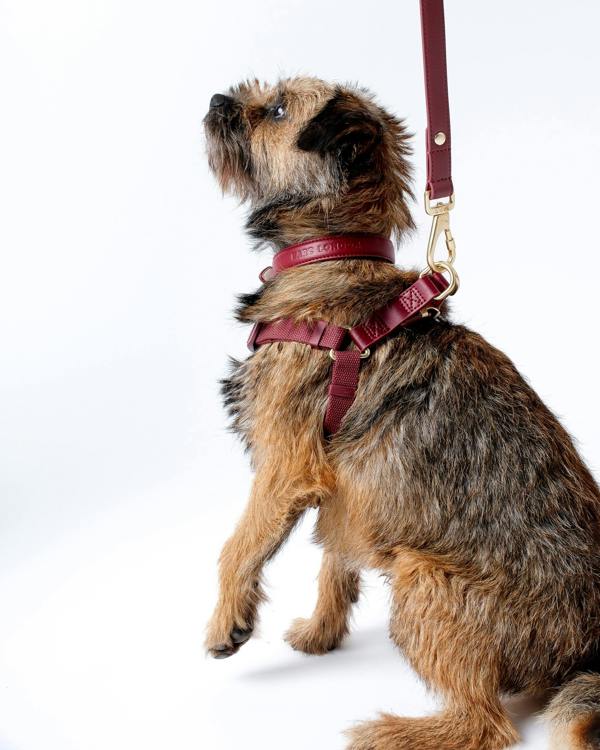 Barc London Merlot Red Dog Harness