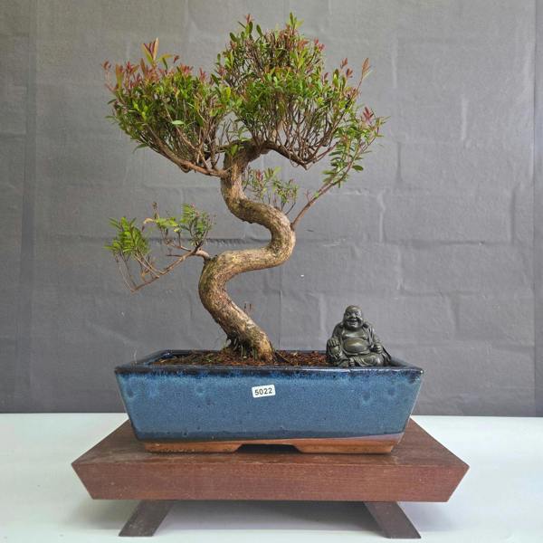Yorkshire Bonsai Brush Cherry (Syzygium) Bonsai Tree | Shaped | In 30cm Pot