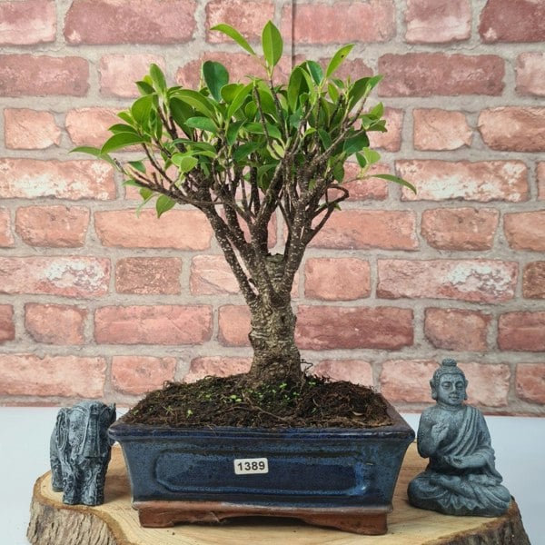 Ficus Microcarpa (Banyan Fig) Indoor Bonsai Tree | Broom | In 20cm Pot