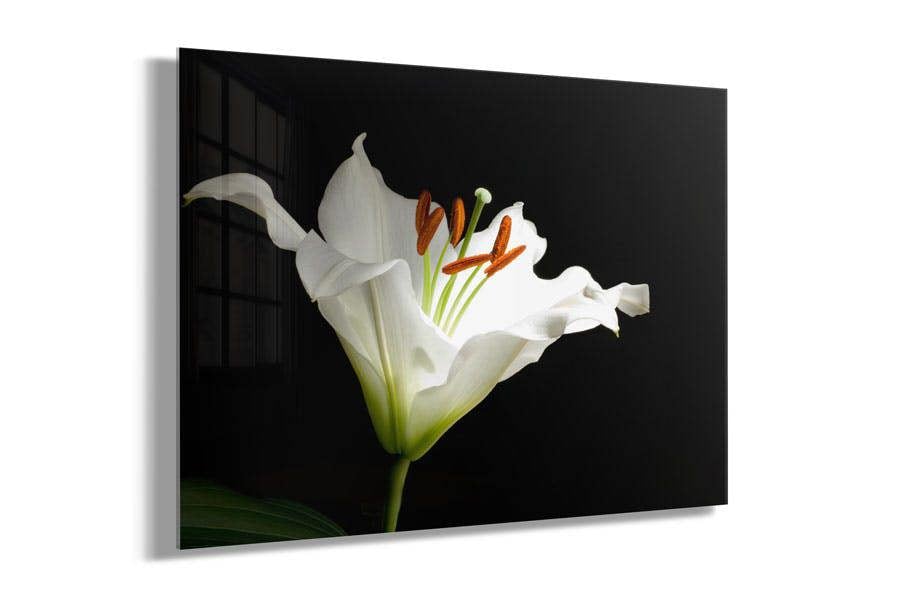 white lily flower print