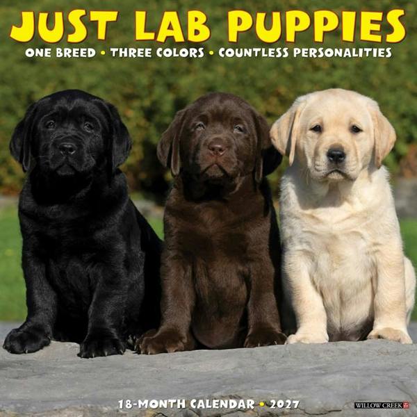 Lab Puppies Calendar 2027, Wall Calendars, Month To View, Dogs, Gift