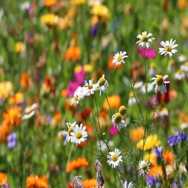 best wild flower seed mix uk