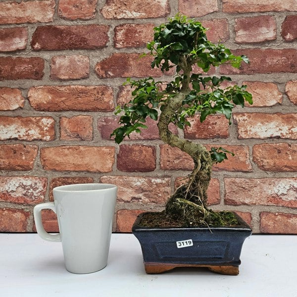 Yorkshire Bonsai Chinese Privet (Ligustrum Sinense) Bonsai Tree | Shaped | In 15cm Pot