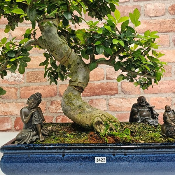 Yorkshire Bonsai Large Chinese Elm (Ulmus Parvifolia) Bonsai Tree | Shaped | In 40cm Pot