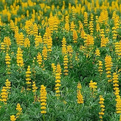 annual lupine seeds carbs