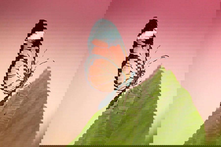 unique macro image of glasswing butterfly