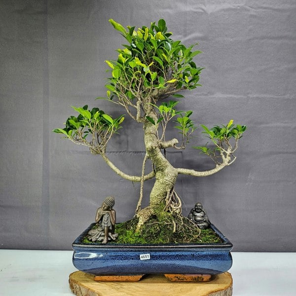 Yorkshire Bonsai Ficus Microcarpa (Banyan Fig) Large Indoor Bonsai Tree | Shaped | In 35cm Pot