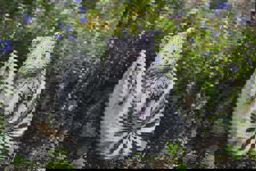 Cat in Bag Stone Pot planter