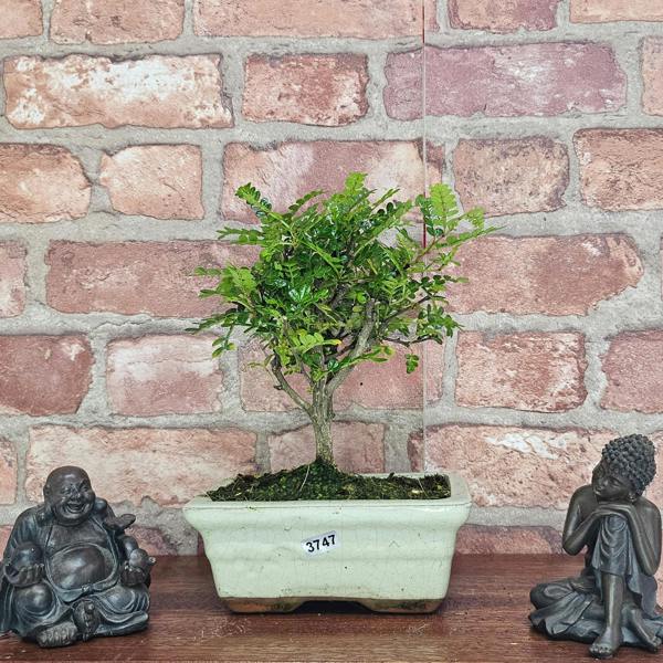 Yorkshire Bonsai Chinese Pepper (Zanthoxylum Pipertum) Bonsai Tree | Broom | In 20cm Pot