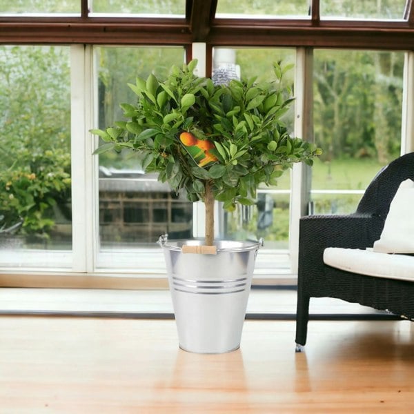 Citrus Calamondin Orange Tree plants by post