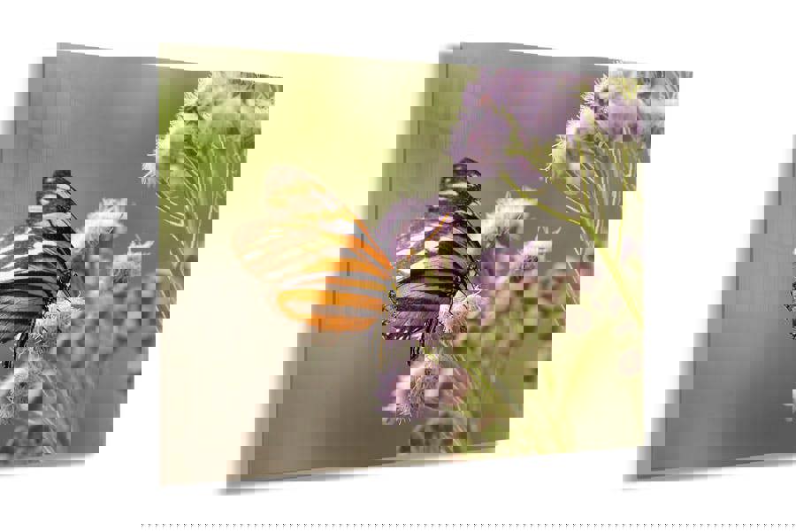 butterfly wall art nature print