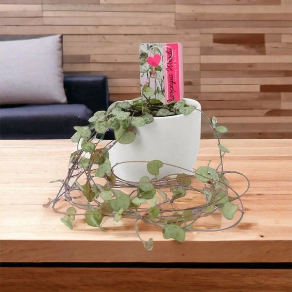 String Of Hearts 8.5cm White Ceramic Pot Plants By Post UK