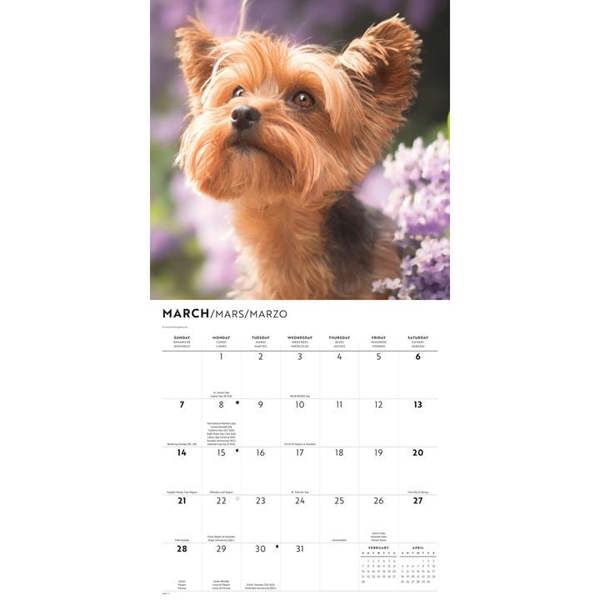 Yorkshire Terriers Calendar 2027, Wall Calendars, Month To View, Dogs, Gift