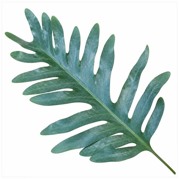 Phlebodium Blue Fern Blue Star Fern 17cm Pot – Easy Care Pet Friendly Indoor Houseplant