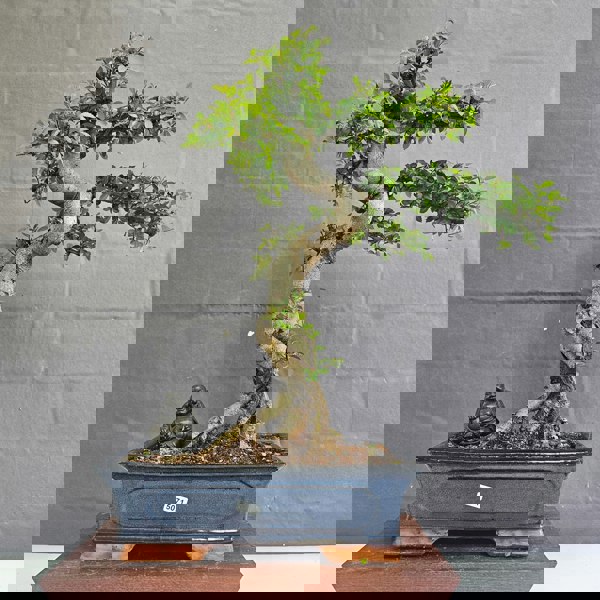 Yorkshire Bonsai Chinese Elm (Ulmus Parvifolia) Bonsai Tree | Shaped | In 30cm Pot