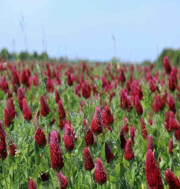 organic crimson red clover seeds