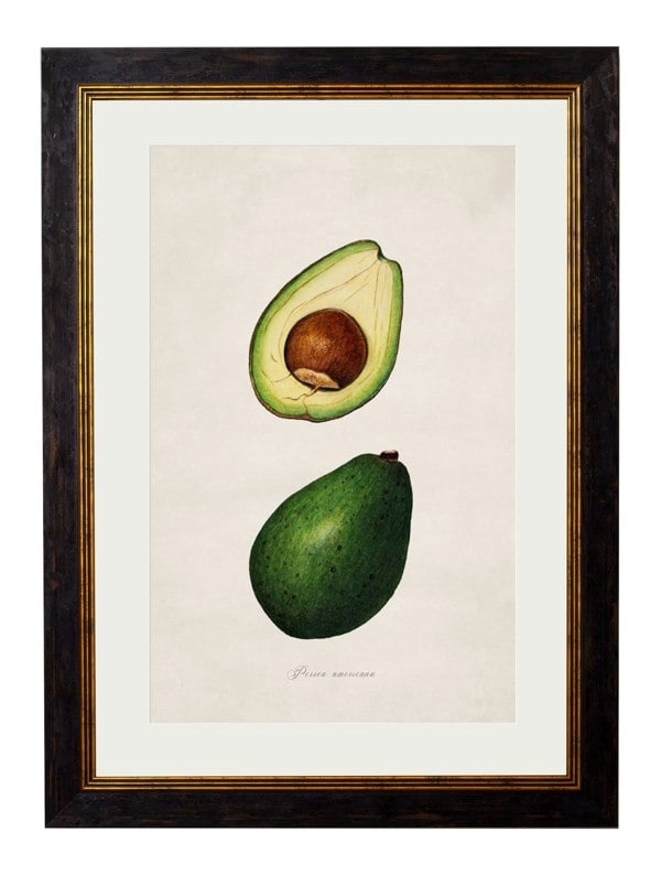 Exceptional Art c.1886 Study of Avocados
