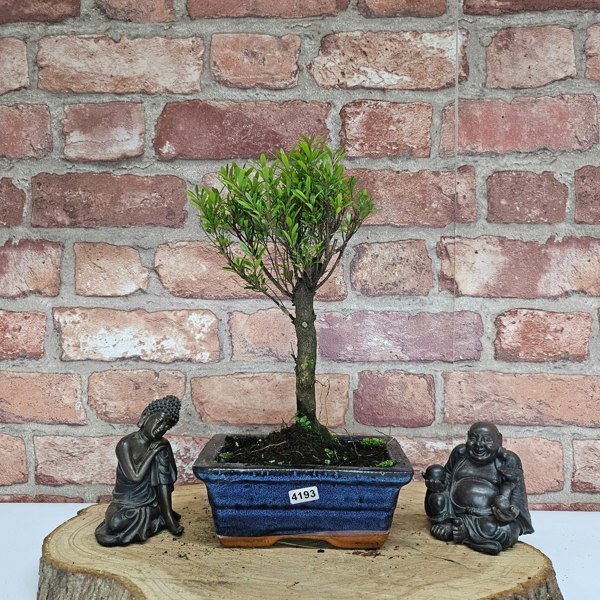 Yorkshire Bonsai Brush Cherry (Syzygium) Bonsai Tree | Broom | In 15cm Pot