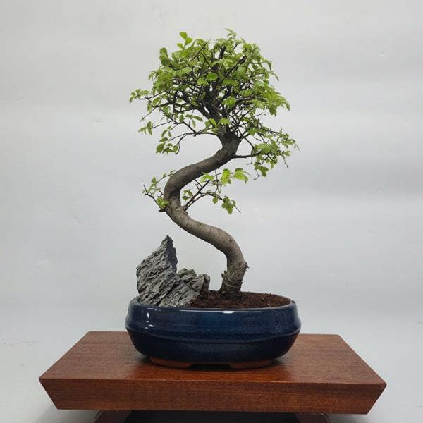 Yorkshire Bonsai Chinese Elm (Ulmus Parvifolia) Bonsai Tree | Semi-Shaped | In 20cm Pot With Rock