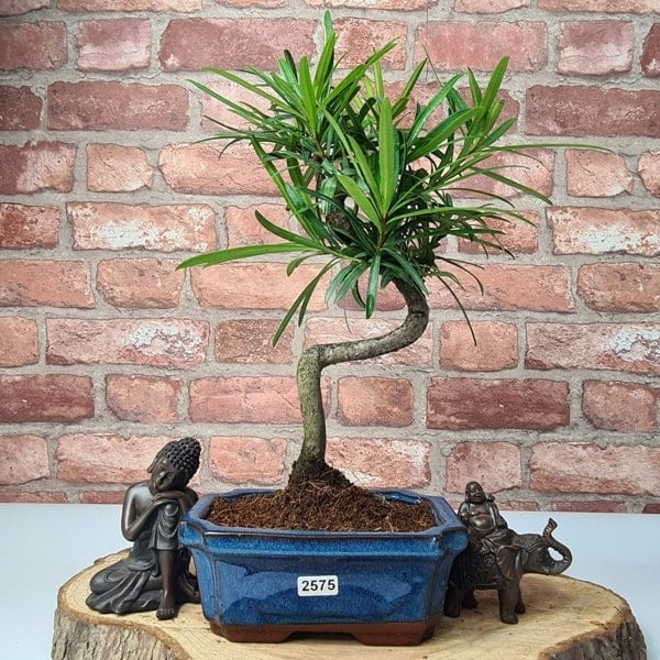 Buddhist Pine (Podocarpus Micro) Bonsai Tree | Shaped | In 15cm Pot - Yorkshire Bonsai