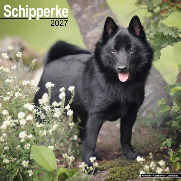 Schipperke Calendar 2027, Wall Calendars, Month To View, Dogs, Gift