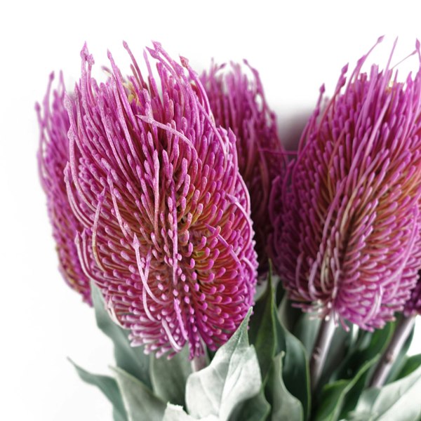 Leaf Pack of 6 x 75cm Banksia Menziesii Pink Flower Stem Artificial