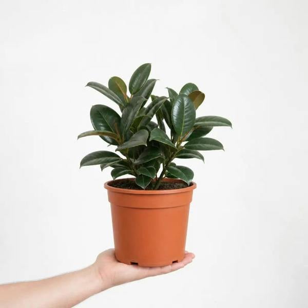 Ficus Robusta Rubber Plant 21cm Pot – Large Indoor Houseplant