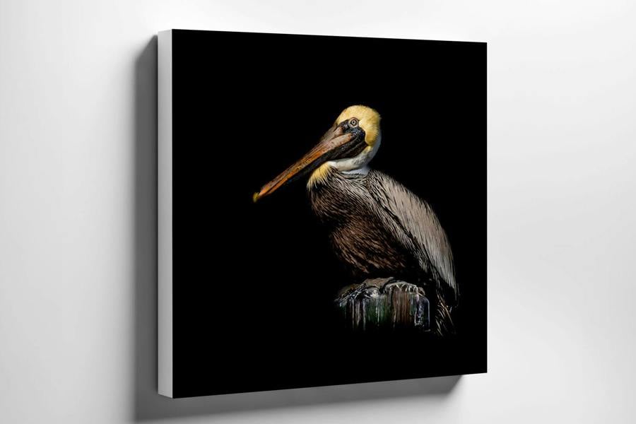 wildlife art print on black canvas