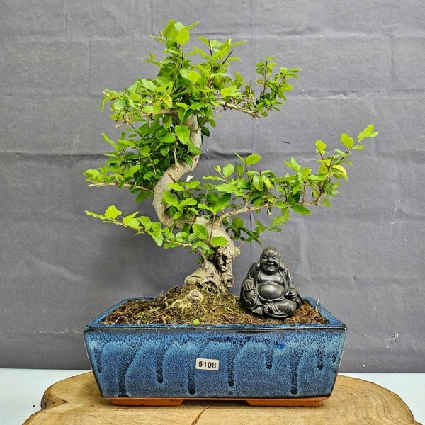 Yorkshire Bonsai Chinese Privet (Ligustrum Sinense) Bonsai Tree | Shaped | In 25cm Pot
