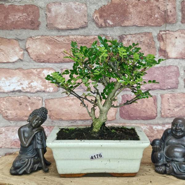 Yorkshire Bonsai Chinese Pepper (Zanthoxylum Pipertum) Bonsai Tree | Broom | In 15cm Pot