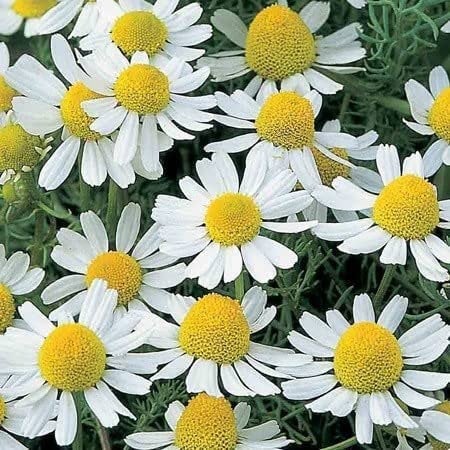 german chamomile seeds amazon