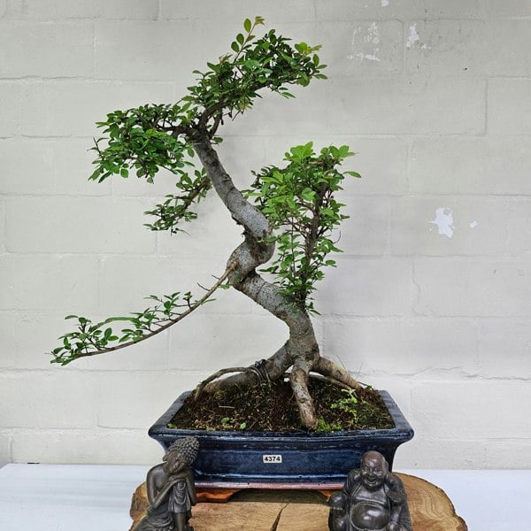 Yorkshire Bonsai Chinese Elm (Ulmus Parvifolia) Bonsai Tree | Shaped | In 30cm Pot
