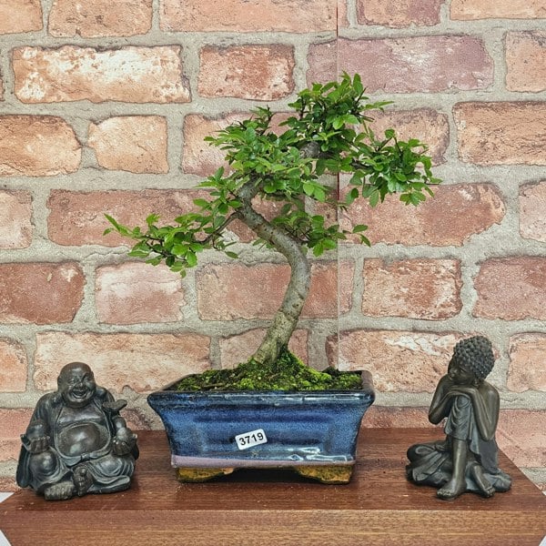 Yorkshire Bonsai Chinese Elm (Ulmus Parvifolia) Bonsai Tree | Shaped | In 15cm Pot