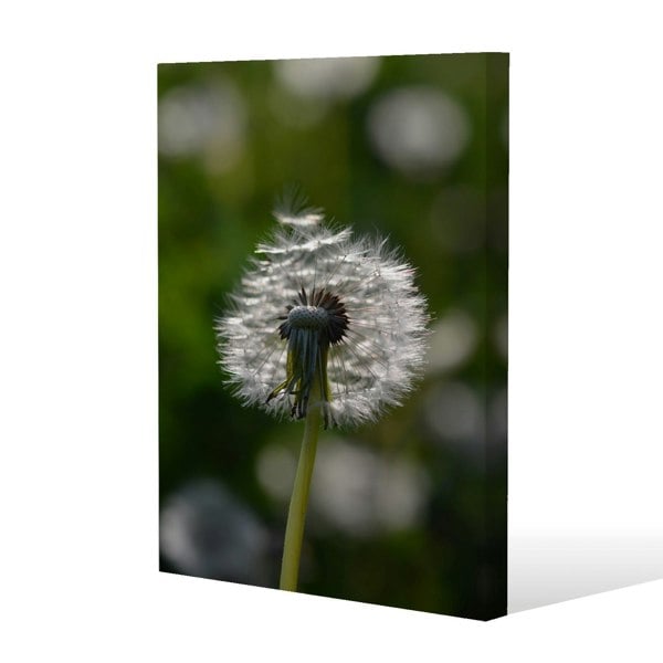 Benjamin Tate Design fluffy flower Slim Style Canvas Print  90x120cm , 15mm Slim Real wood.