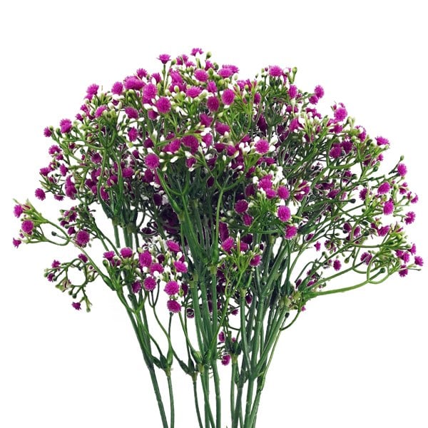 Leaf Pack of 6 x 55cm Gypsophila Pink Stem