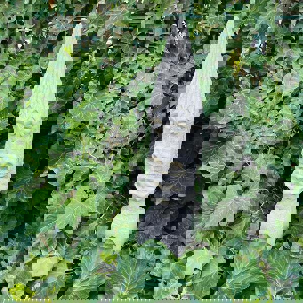 Medium Sized Easter Island Moai Tiki Head