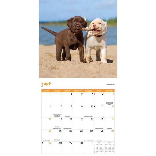 Playful Puppies Calendar 2027, Wall Calendars, Month To View, Dogs, Gift