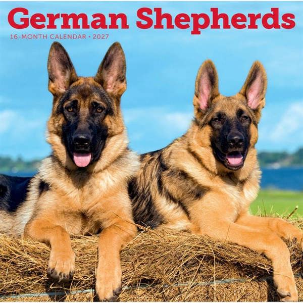 German Shepherds Calendar 2027, Wall Calendars, Month To View, Dogs, Gift