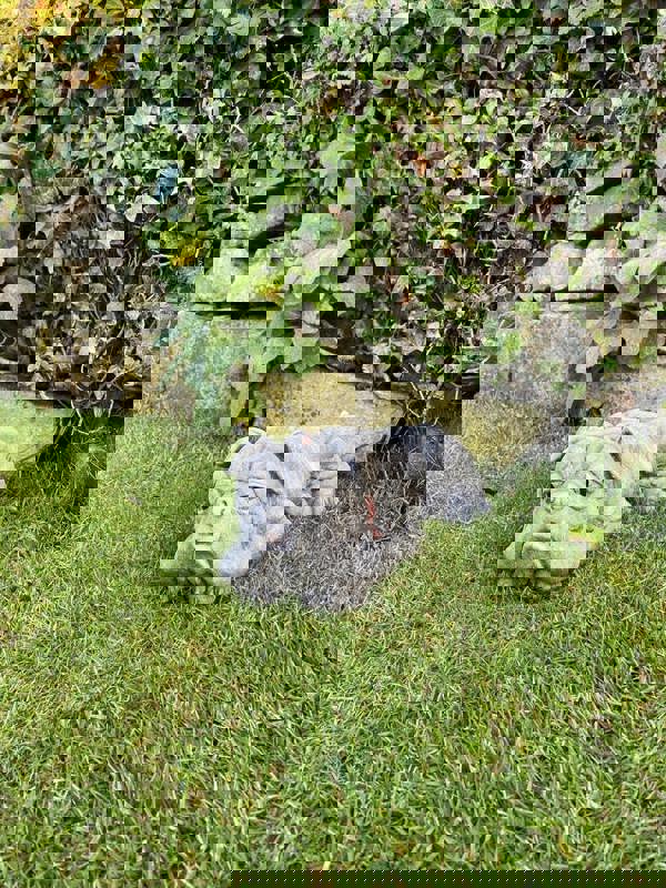 Lying Bulldog Small Garden Ornament