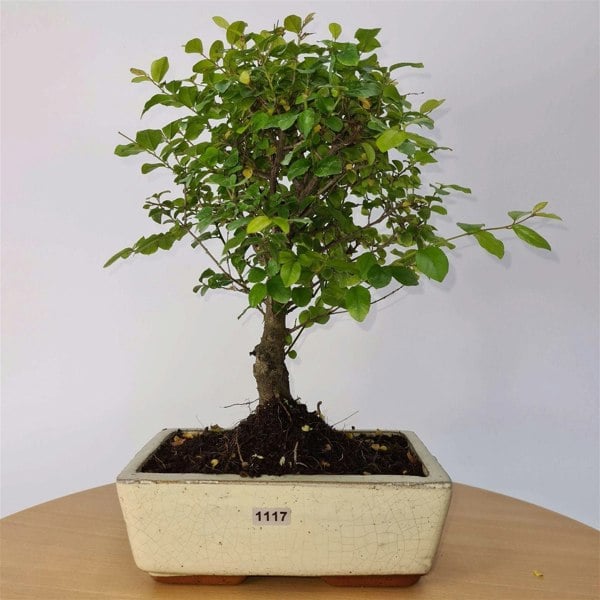 Bird Plum (Sageretia) Bonsai Tree | Broom Style | Height 35cm | In 20cm Pot - Yorkshire Bonsai